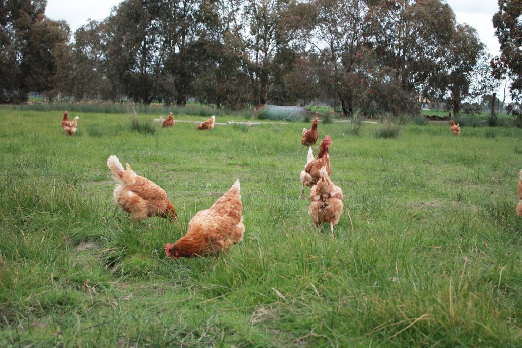 KOSSIES FREE RANGE EGGS | 114 Dears Ln, Stonehaven VIC 3221, Australia | Phone: 0432 689 833