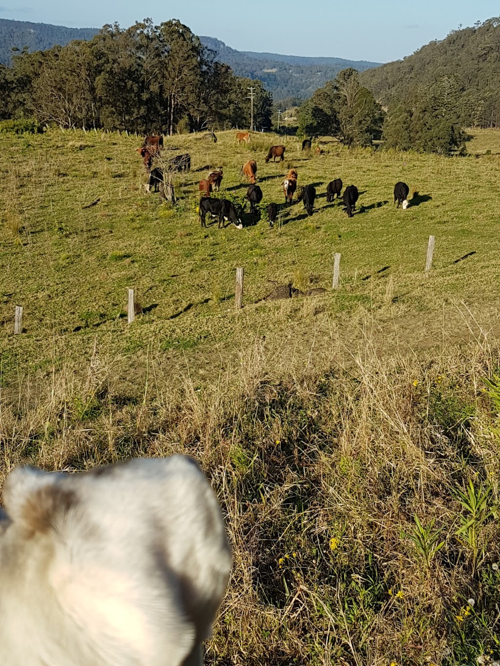 Nimbin Headers Sports Club | 40 Cecil St, Nimbin NSW 2480, Australia | Phone: 0417 298 642