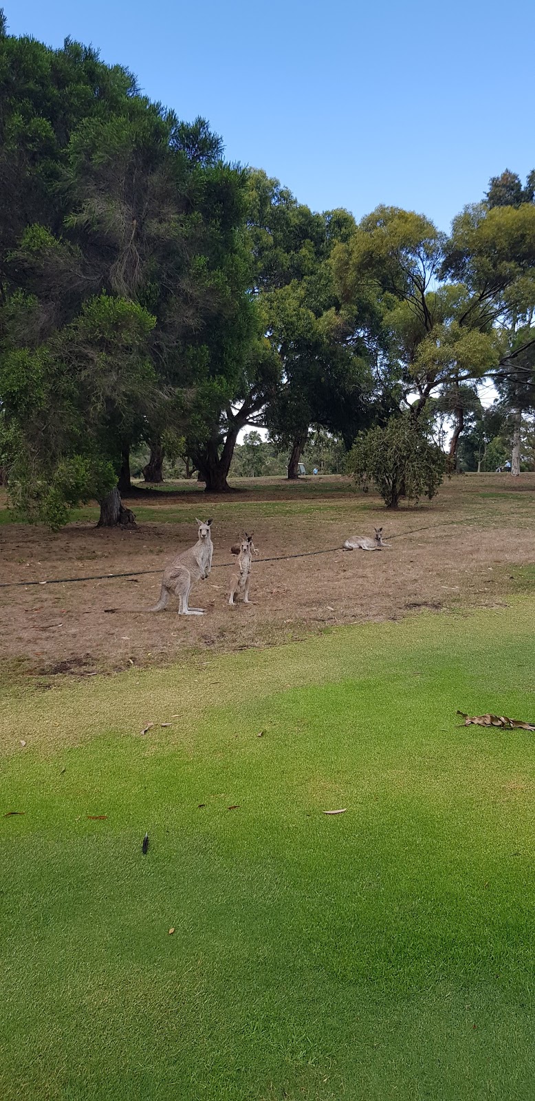 Wonthaggi Golf Club | McKenzie Street, Wonthaggi VIC 3995, Australia | Phone: (03) 5672 3697