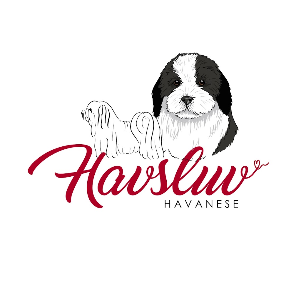 Havsluv Havanese | Wollongong NSW 2500, Australia | Phone: 0427 018 903