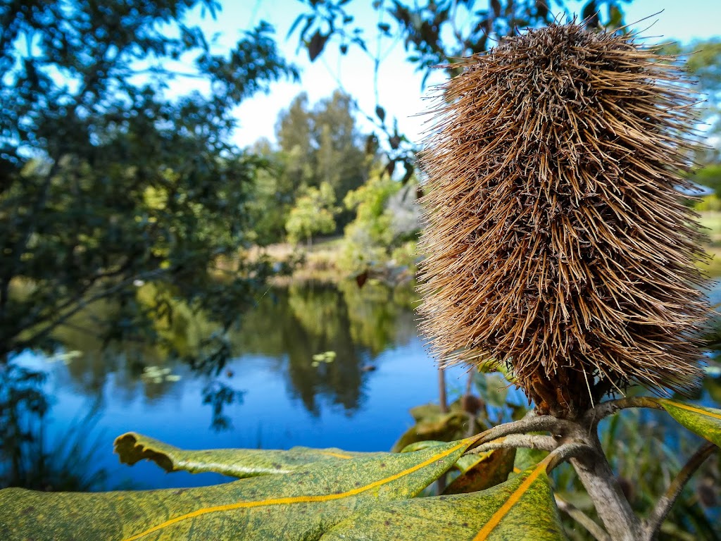 Native Concepts Design & Management | 112 Menzies Rd, South Arm NSW 2449, Australia | Phone: 0429 705 164