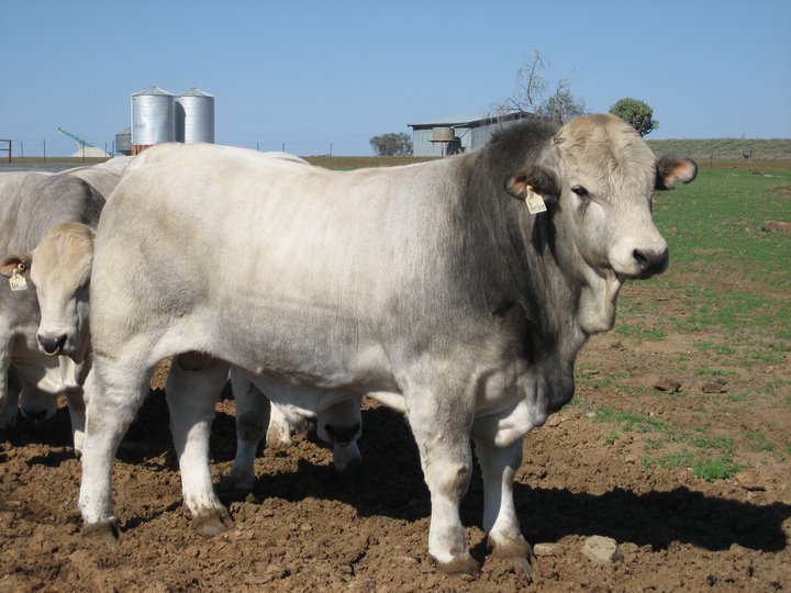 Romagnola Breeders Society | 47 Wells St, Linville QLD 4306, Australia | Phone: (07) 5424 7200