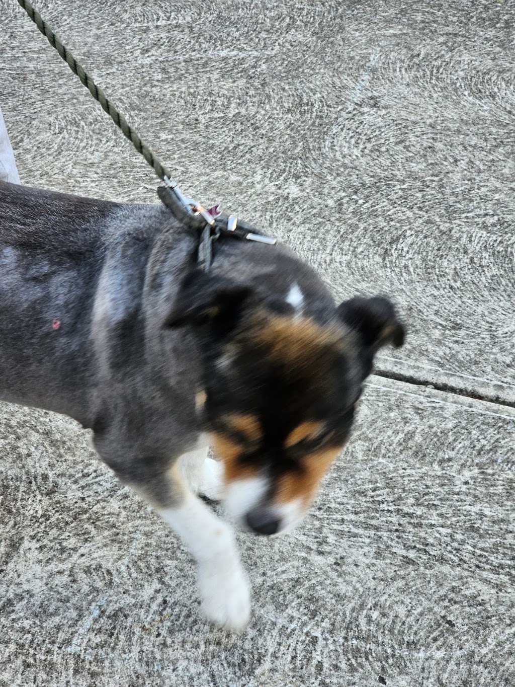Pooch Pamper Grooming | 515 Wallan Rd, Whittlesea VIC 3757, Australia | Phone: 0432 328 644