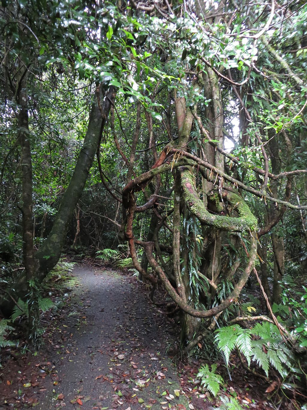 Lyrebird Link Track | park | Lyrebird Link, Dorrigo Mountain NSW 2453, Australia