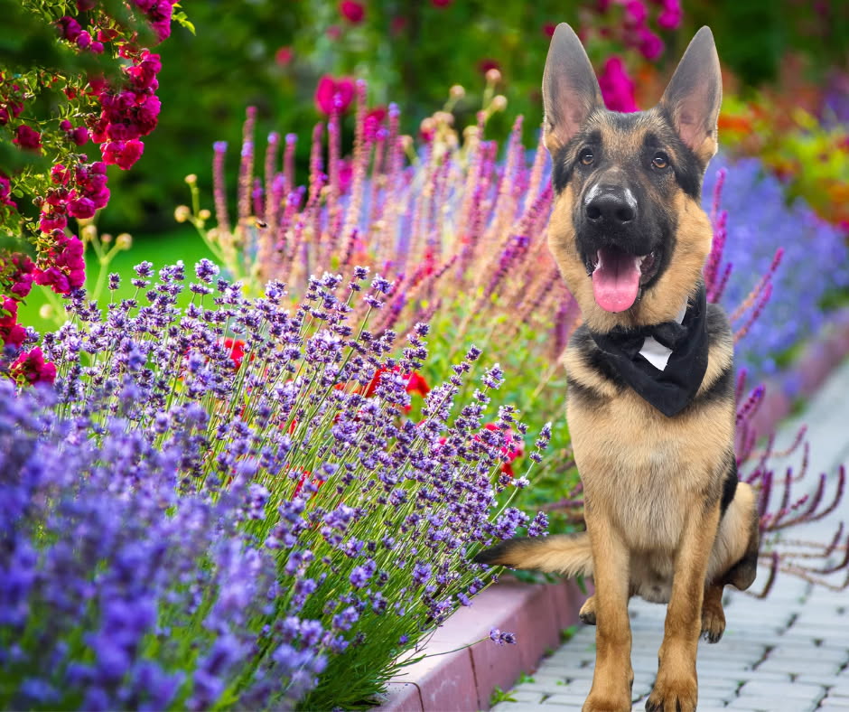 On Point K9 | Schillings Rd, Wulkuraka QLD 4305, Australia | Phone: 0410 513 254