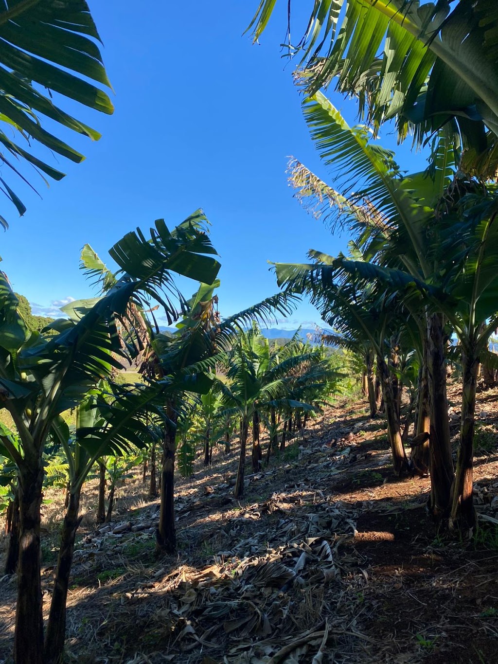 Dunnara Farm | 240 Duranbah Rd, Duranbah NSW 2487, Australia | Phone: 0408 178 729