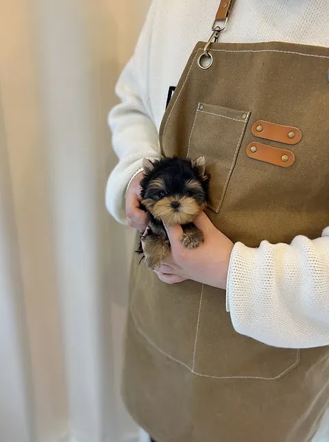 Toys and teacup yorkies for sale | 187 Windsor St, Woodford QLD 4514, Australia | Phone: (02) 7908 4282