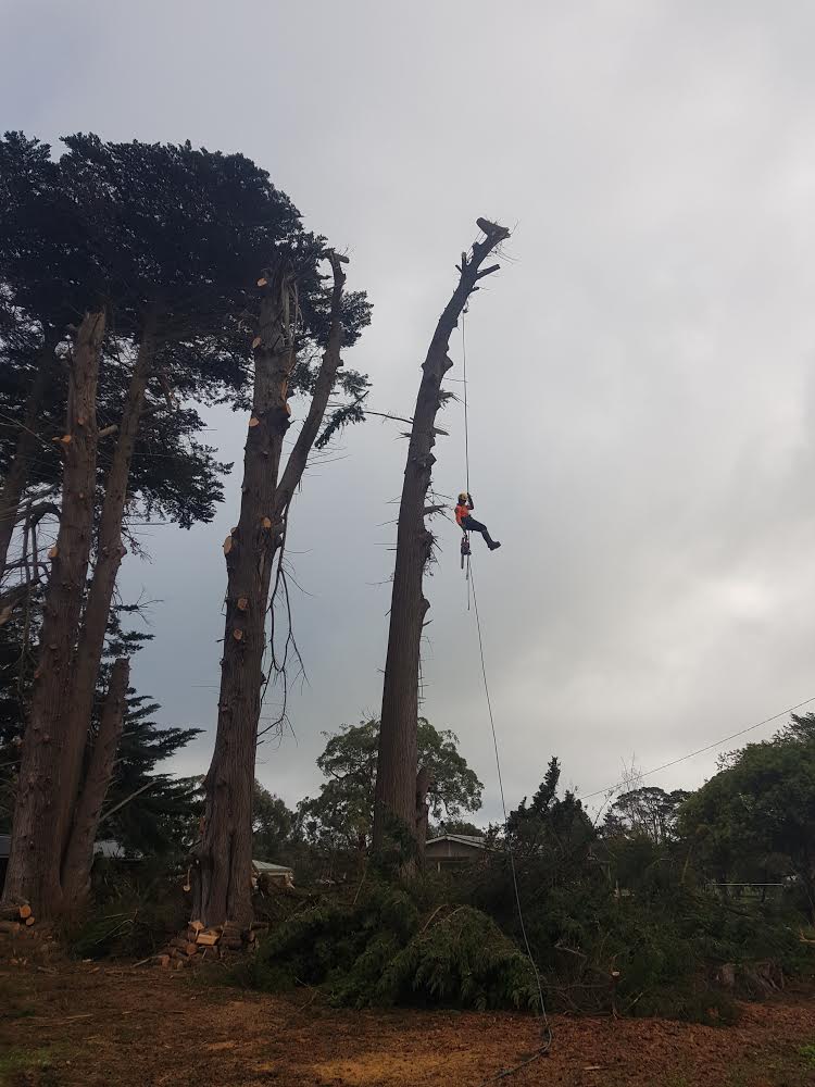 Deep Creek Tree Care |  | 239 Penshurst-Warrnambool Rd, Koroit VIC 3282, Australia | 0458950070 OR +61 458 950 070