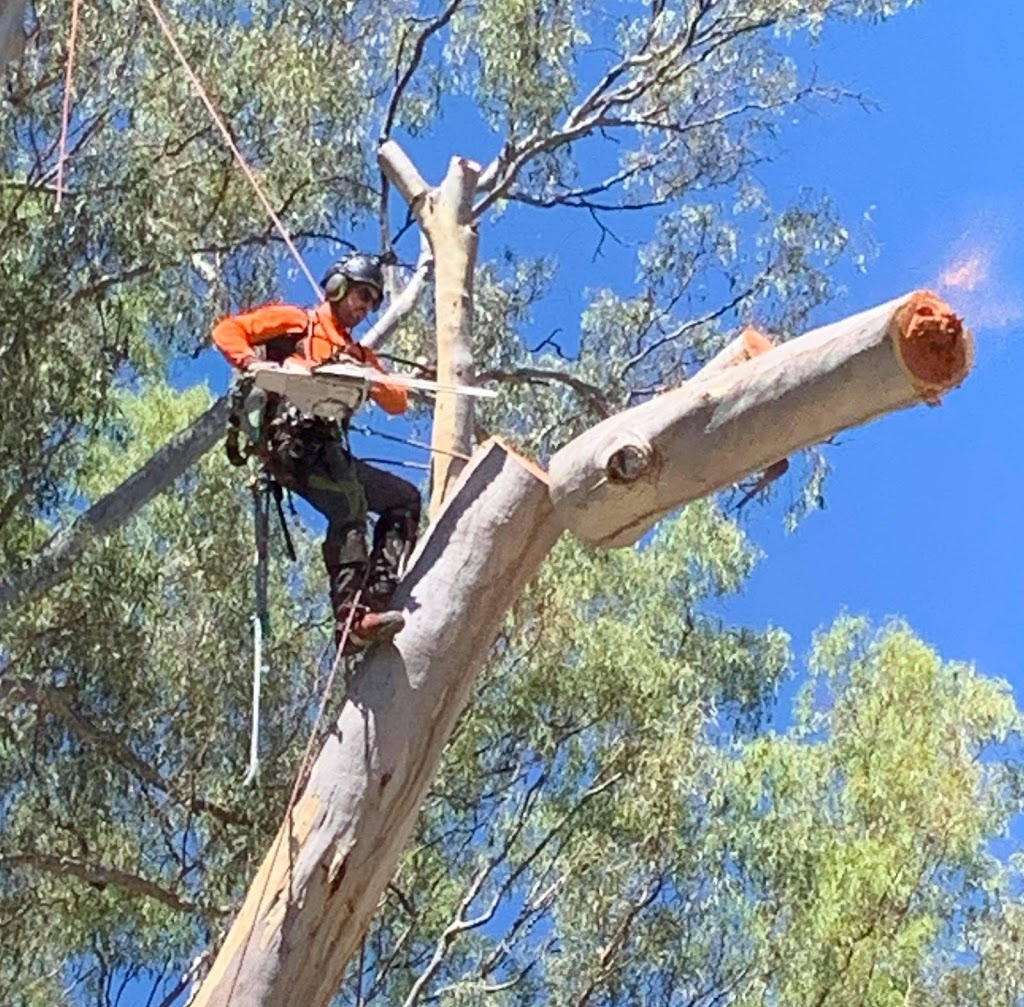 Local Tree Care | 22 Kothes Ln, Baranduda VIC 3691, Australia | Phone: 0417 684 571