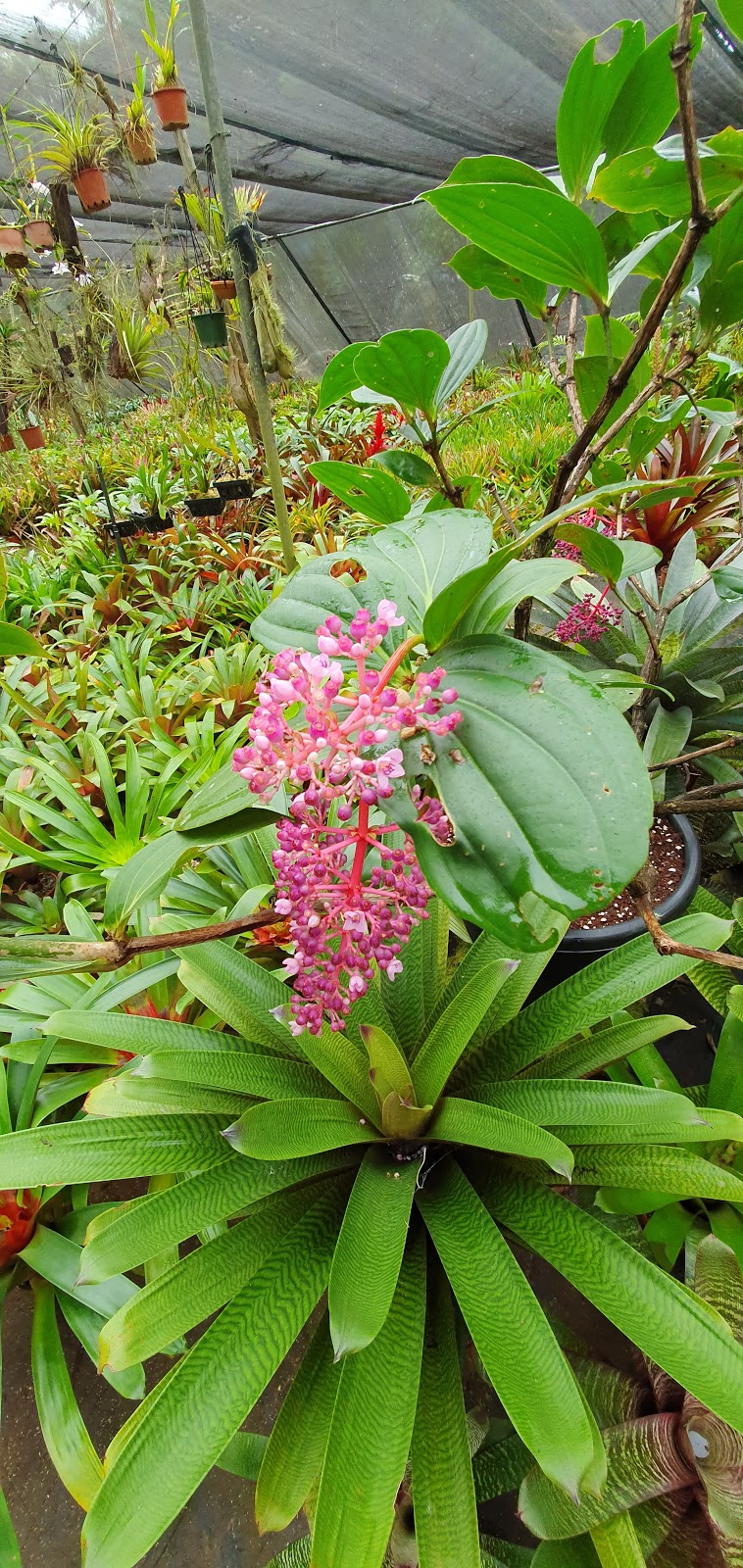 Riverside Bromeliads and Tropical Plant Nursery | 64 Riverlea Cl, Malanda QLD 4885, Australia | Phone: (07) 4096 5826