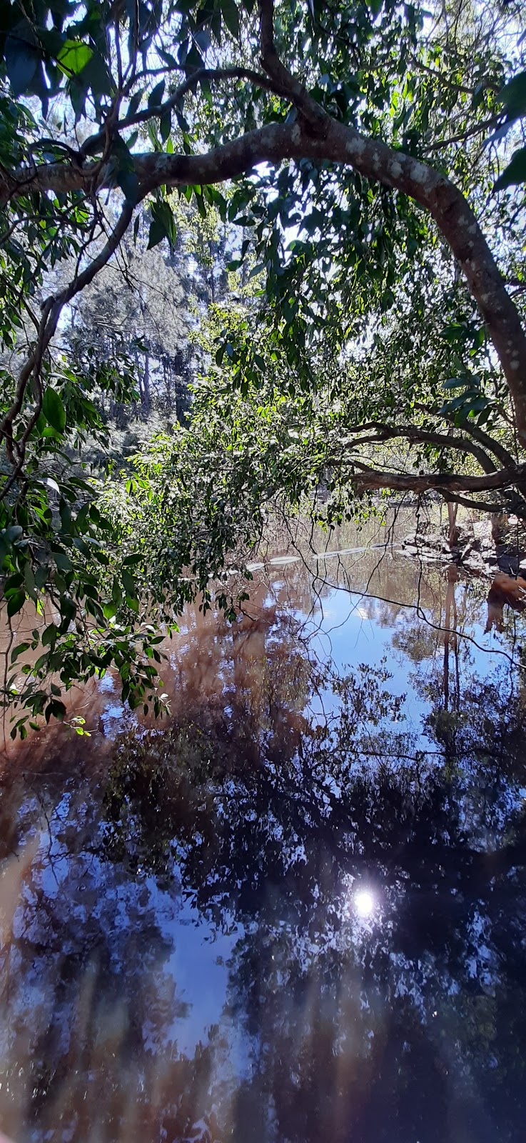 Pine Rivers Community Nursery- Kumbartcho Sanctuary | 15 Bunya Pine Ct, Eatons Hill QLD 4037, Australia | Phone: (07) 3264 3953