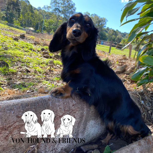 Von Hound and Friends |  | 19 Federation Dr, Bungalora NSW 2486, Australia | 0428198068 OR +61 428 198 068