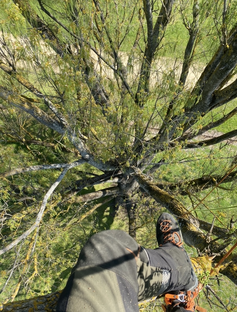 Escarpment Tree Care | 56 Lower Coast Rd, Stanwell Park NSW 2508, Australia | Phone: 0466 804 243