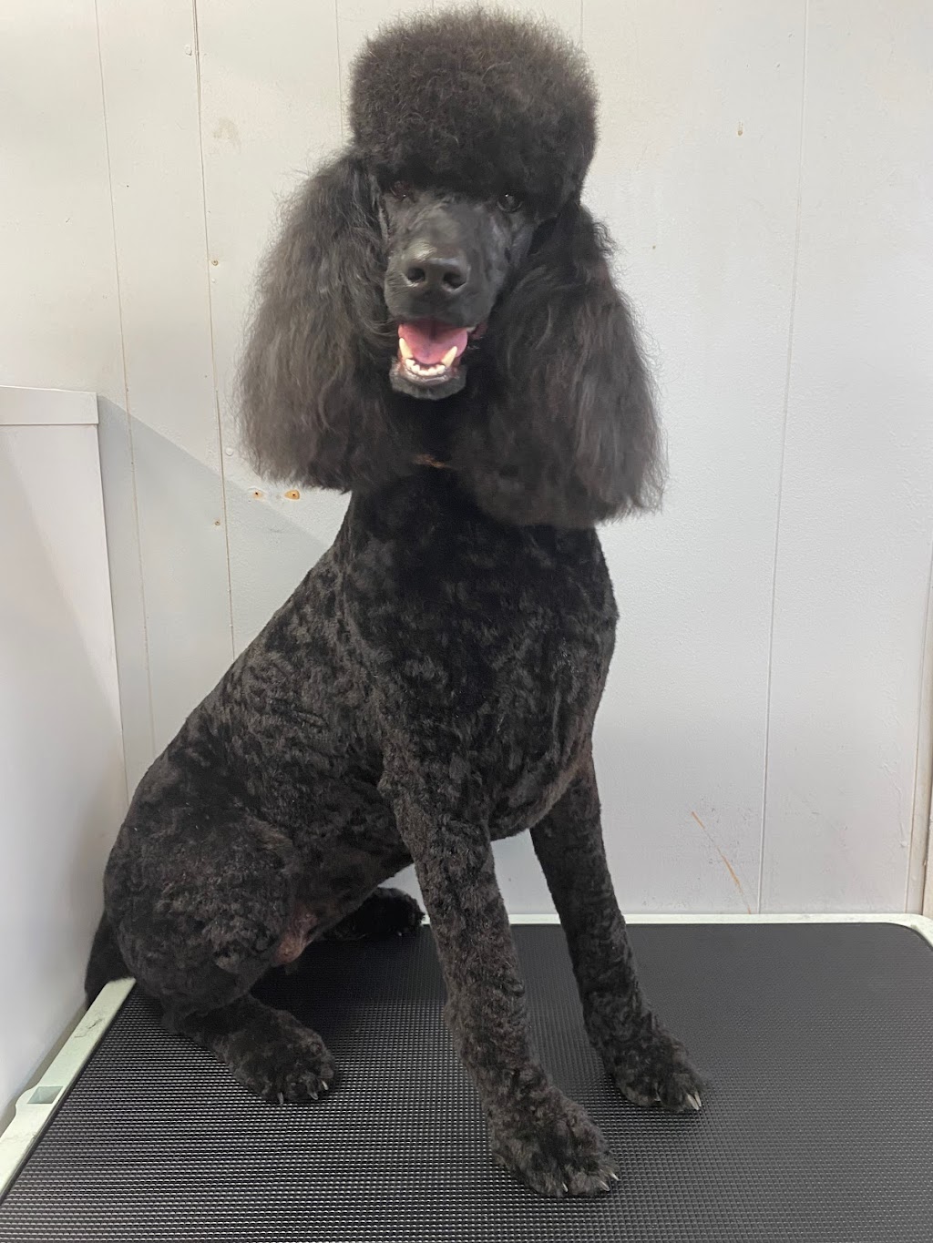 Perfect Paws Dog Grooming | 194 Cattai Ridge Rd, Maraylya NSW 2765, Australia | Phone: 0481 263 864