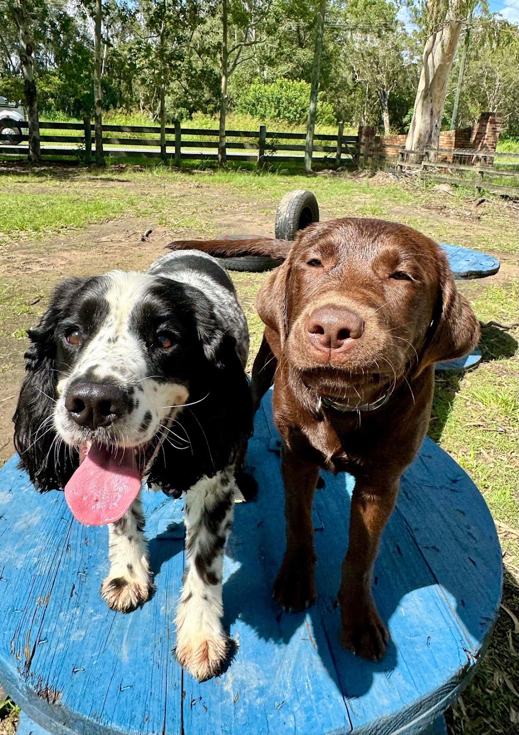 The Ku-bros Doggy Daycare | 127 Moorina Rd, Moorina QLD 4506, Australia | Phone: 0450 919 769
