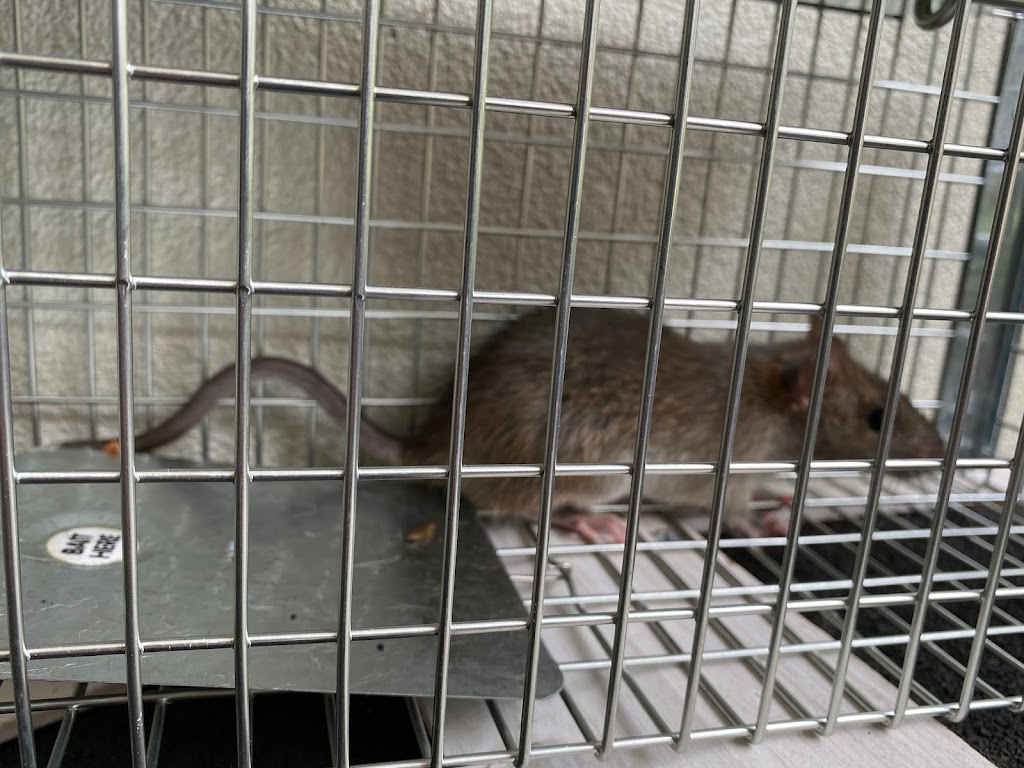 Valley Pest Management | Unit 8/369 Maitland Rd, Cessnock NSW 2325, Australia | Phone: 0407 779 957
