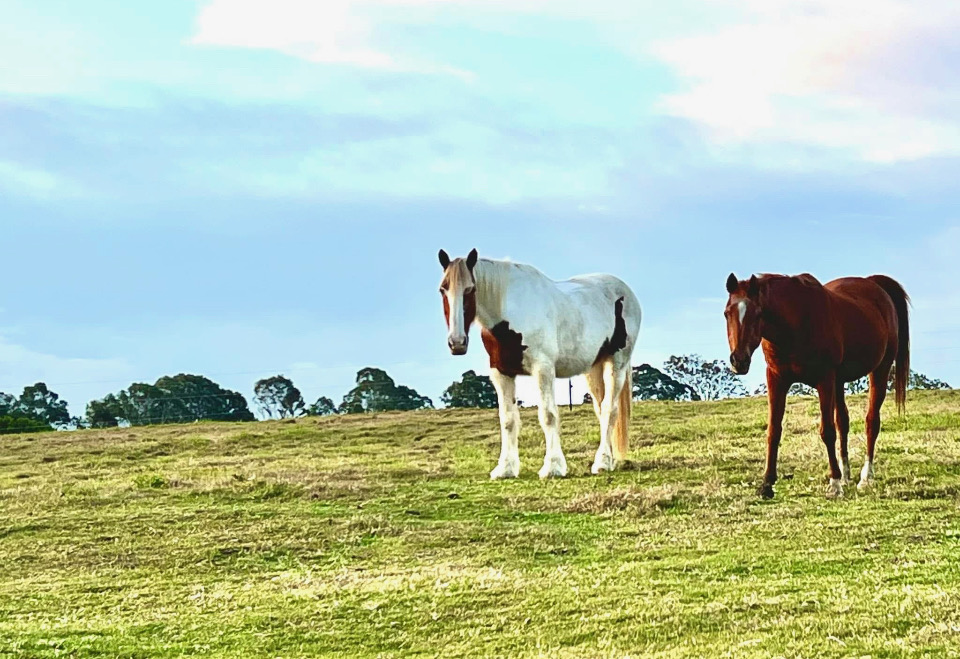Bows Barn | Unit 6/9 Thiedeke Rd, Beaudesert QLD 4285, Australia | Phone: 1300 284 602