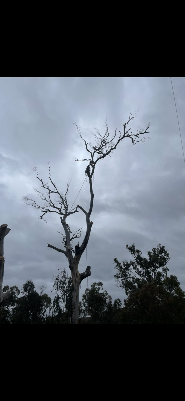 Rudy’s trees services | 18 Mill St, Krambach NSW 2429, Australia | Phone: 0403 641 599