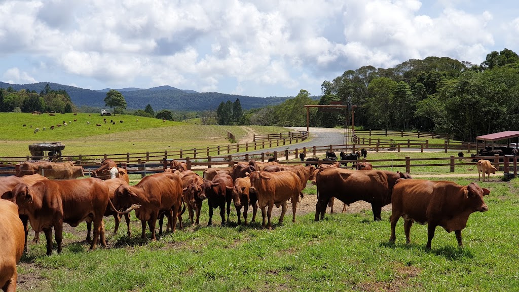 KUR-Cow Barnwell |  | Barnwell Rd, Kuranda QLD 4881, Australia | 0742300580 OR +61 7 4230 0580