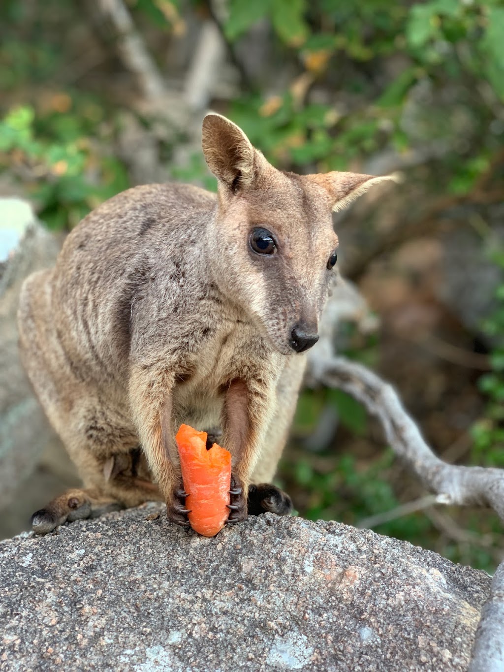 Rock Wallabies | tourist attraction | Magnetic Island, LOT 27 Marine Parade, Magnetic Island QLD 4819, Australia | 0478575330 OR +61 478 575 330