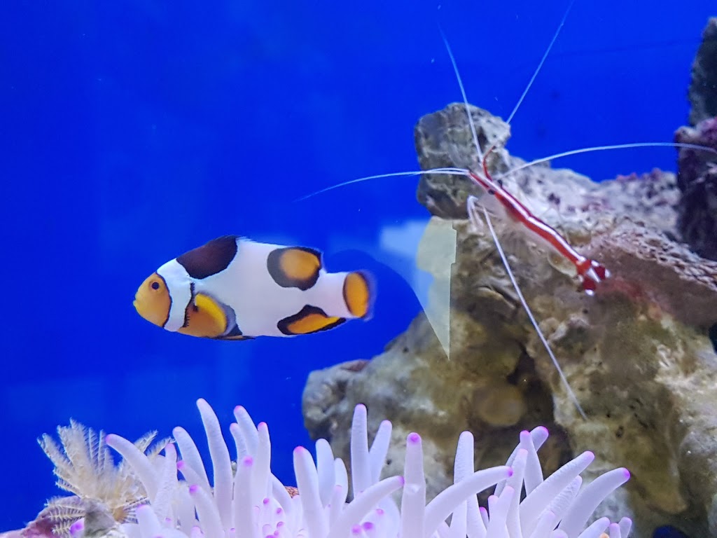 Reef Secrets Aquariums | 2/9 Kortum Dr, Burleigh Heads QLD 4220, Australia | Phone: (07) 5535 6996