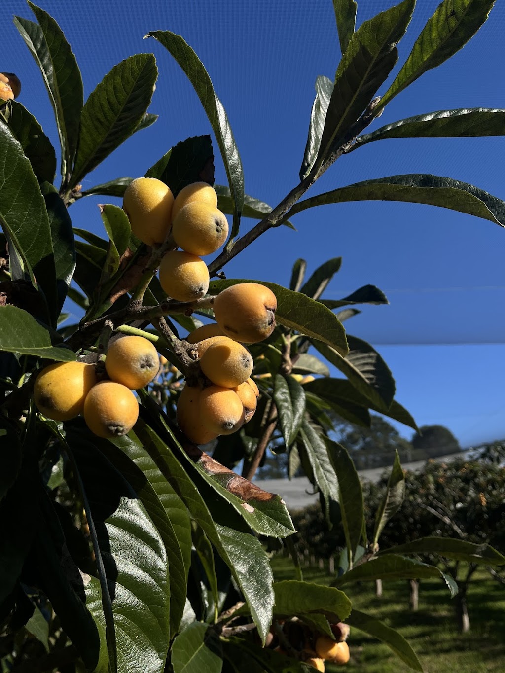 Sanctuary Organic Farm | 140 Niclins Rd, Mangrove Mountain NSW 2250, Australia | Phone: 0478 471 919