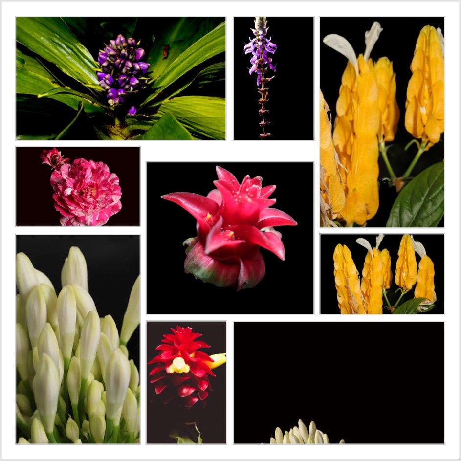 Artist Samida Sargeant MD | 3 Yara St, Russell Island QLD 4184, Australia | Phone: 0423 686 872