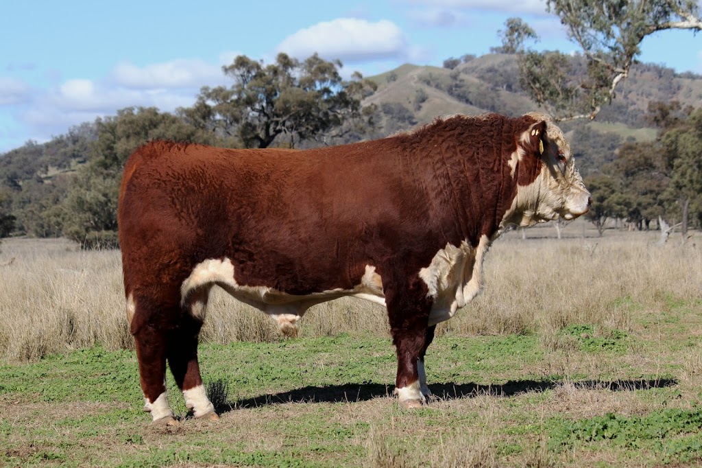 Elite Poll Herefords | food | Eulalia, Waverley Rd, Gundy NSW 2337, Australia | 0265458135 OR +61 2 6545 8135