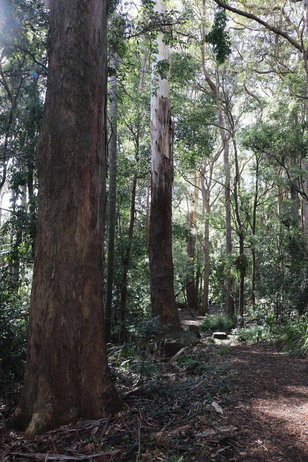 Wombin Reserve | park | 49 Nelson Rd, Killara NSW 2071, Australia | 0294240001 OR +61 2 9424 0001