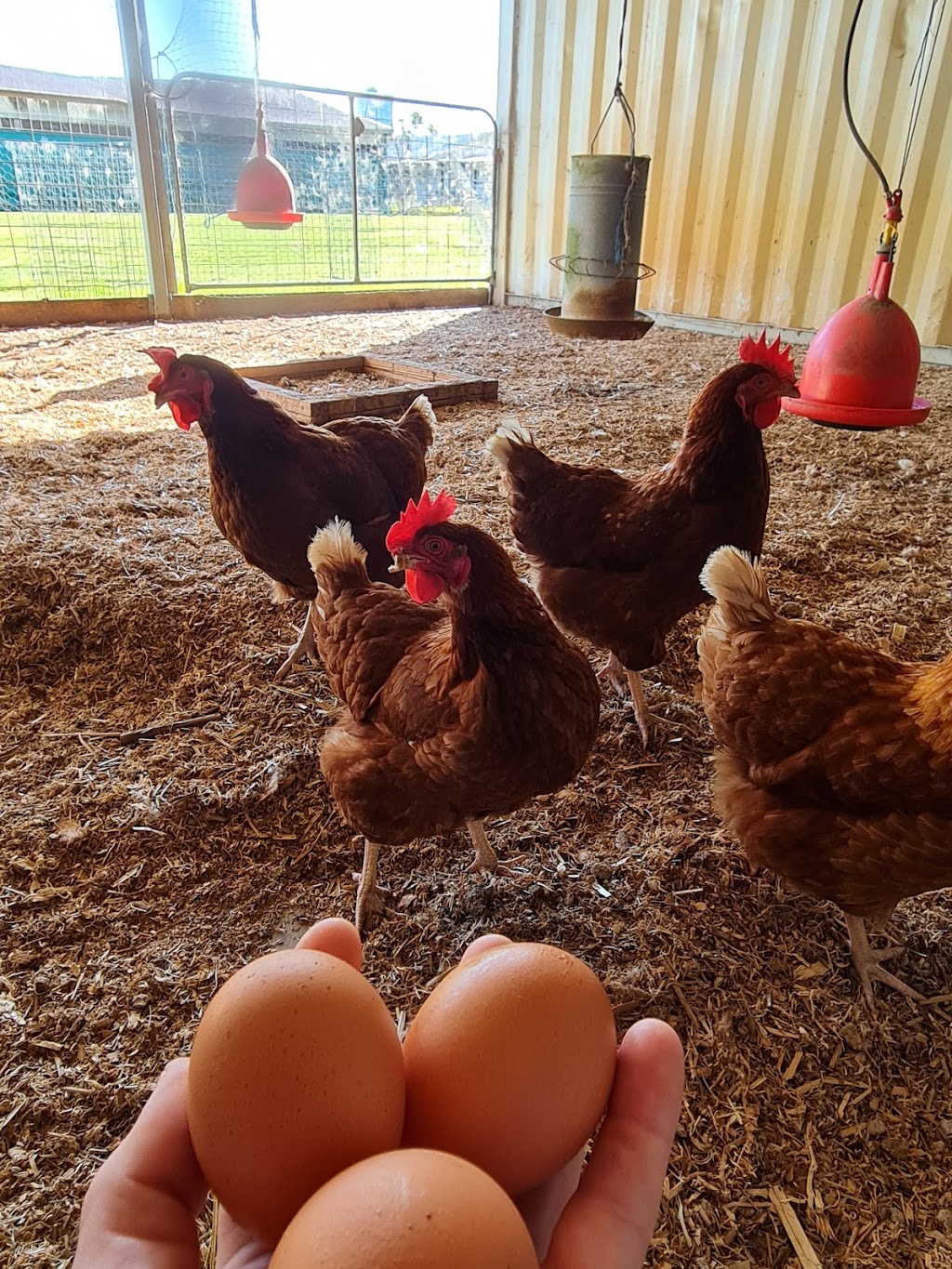 Hunter Valley Hens And Grain | food | 931 Richardson Rd, Campvale NSW 2318, Australia | 0409398122 OR +61 409 398 122