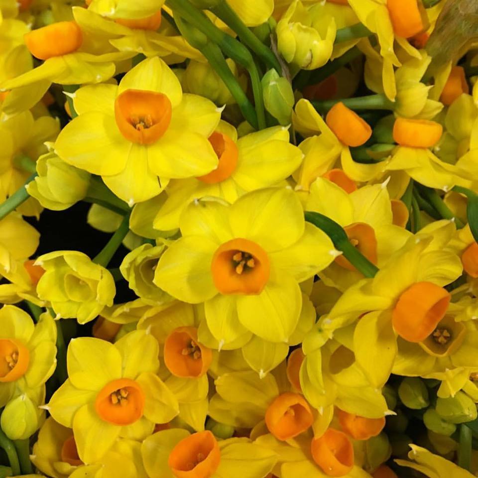 Mr. Fresh Wholesale Flowers | florist | 13 Central Blvd, Port Melbourne VIC 3207, Australia | 0396817317 OR +61 3 9681 7317