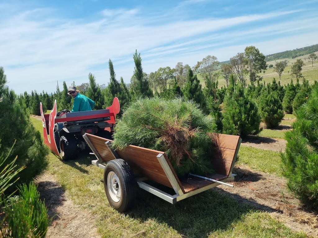 Brisbane Valley Christmas Tree Farm | Hamiltons Ln, Mount Beppo QLD 4313, Australia | Phone: 0409 671 136