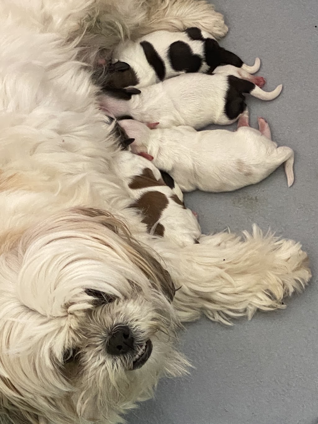 ICBOO- Inverness Breeder Of Companion Oodles | 4 Golf Links Rd, Glen Innes NSW 2370, Australia | Phone: 0421 351 649