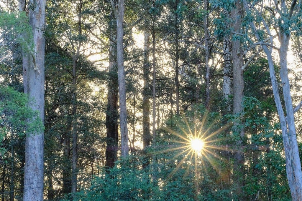 Sheldon Forest Walking Track | Pymble NSW 2073, Australia | Phone: (02) 9424 0000
