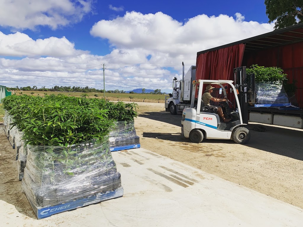 Whittos Nursery Grafted Mango Trees | 4 Andersons Ln, Bowen QLD 4805, Australia | Phone: 0400 953 313