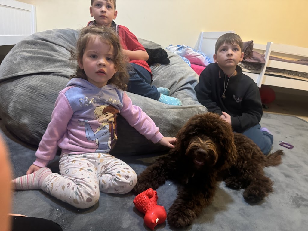 Scawoo Australian Cobberdogs | 6 Wren Ct, Regency Downs QLD 4341, Australia | Phone: 0490 785 514