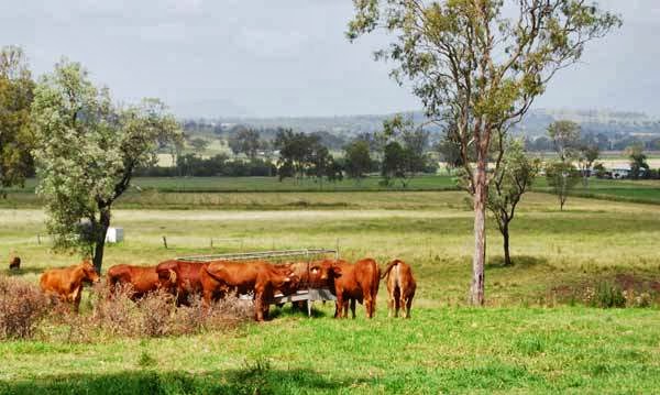 Coleyville Lodge | lodging | 508 Coleyville Rd, Coleyville QLD 4307, Australia | 0427646526 OR +61 427 646 526