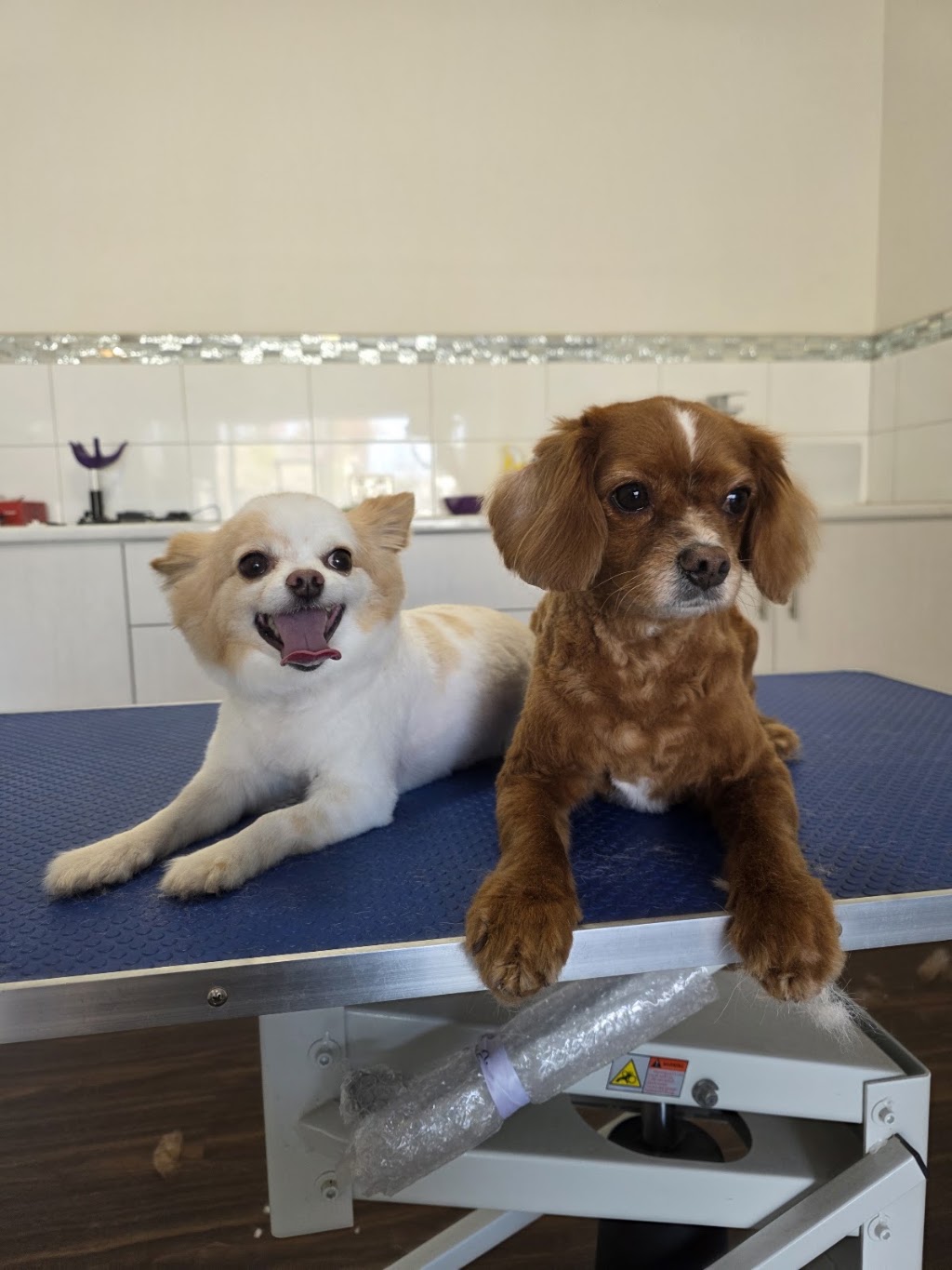 Dreamy Pet Grooming | 142 Greaves Rd, Narre Warren South VIC 3805, Australia | Phone: 0450 801 015