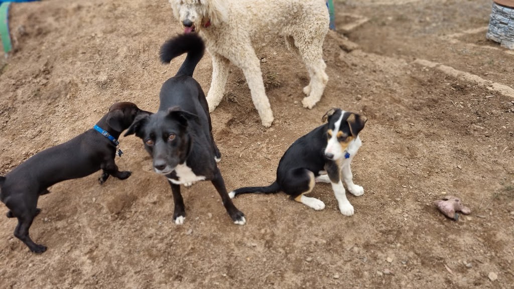 Castlemaine Doggy Daycare | 53 Faradale Dr, Faraday VIC 3451, Australia | Phone: 0436 326 274