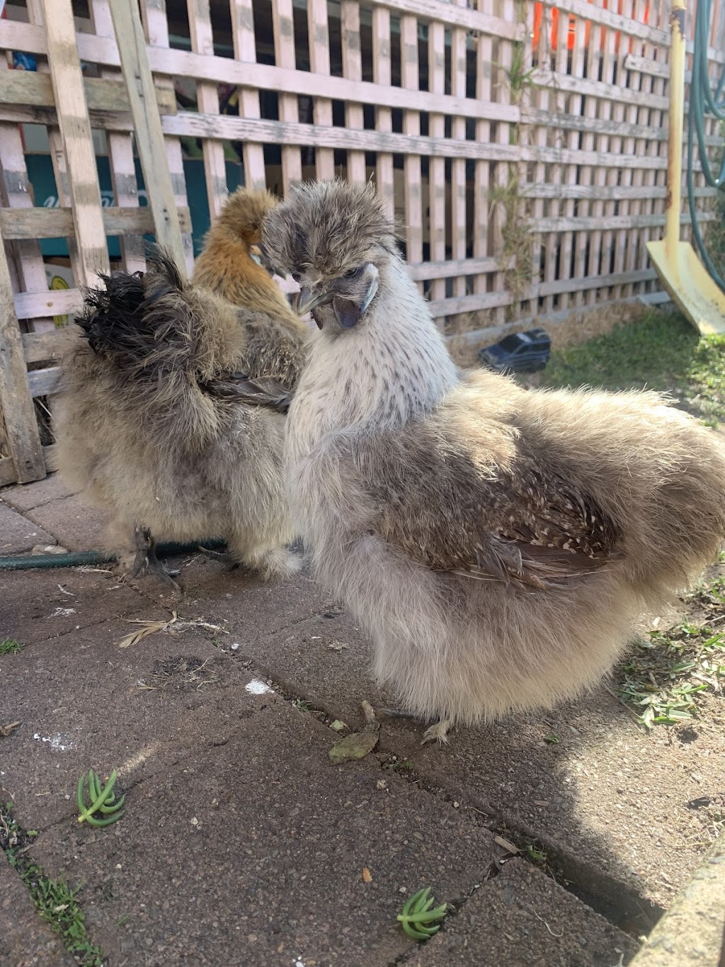 JDs Backyard Hens | 1 Ballat Cl, Medowie NSW 2318, Australia | Phone: 0428 498 298