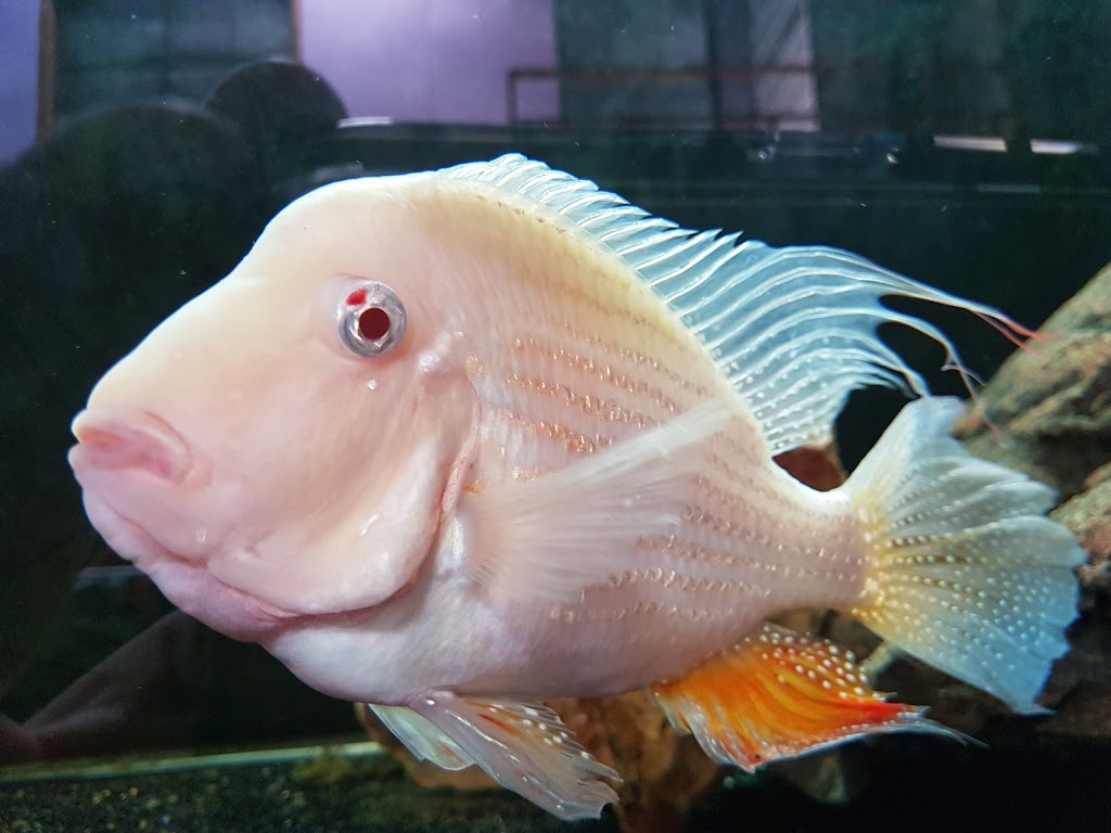 Wat The Fish (WTFish) | aquarium | 11/276-278 Victoria St, Wetherill Park NSW 2164, Australia | 0416488872 OR +61 416 488 872