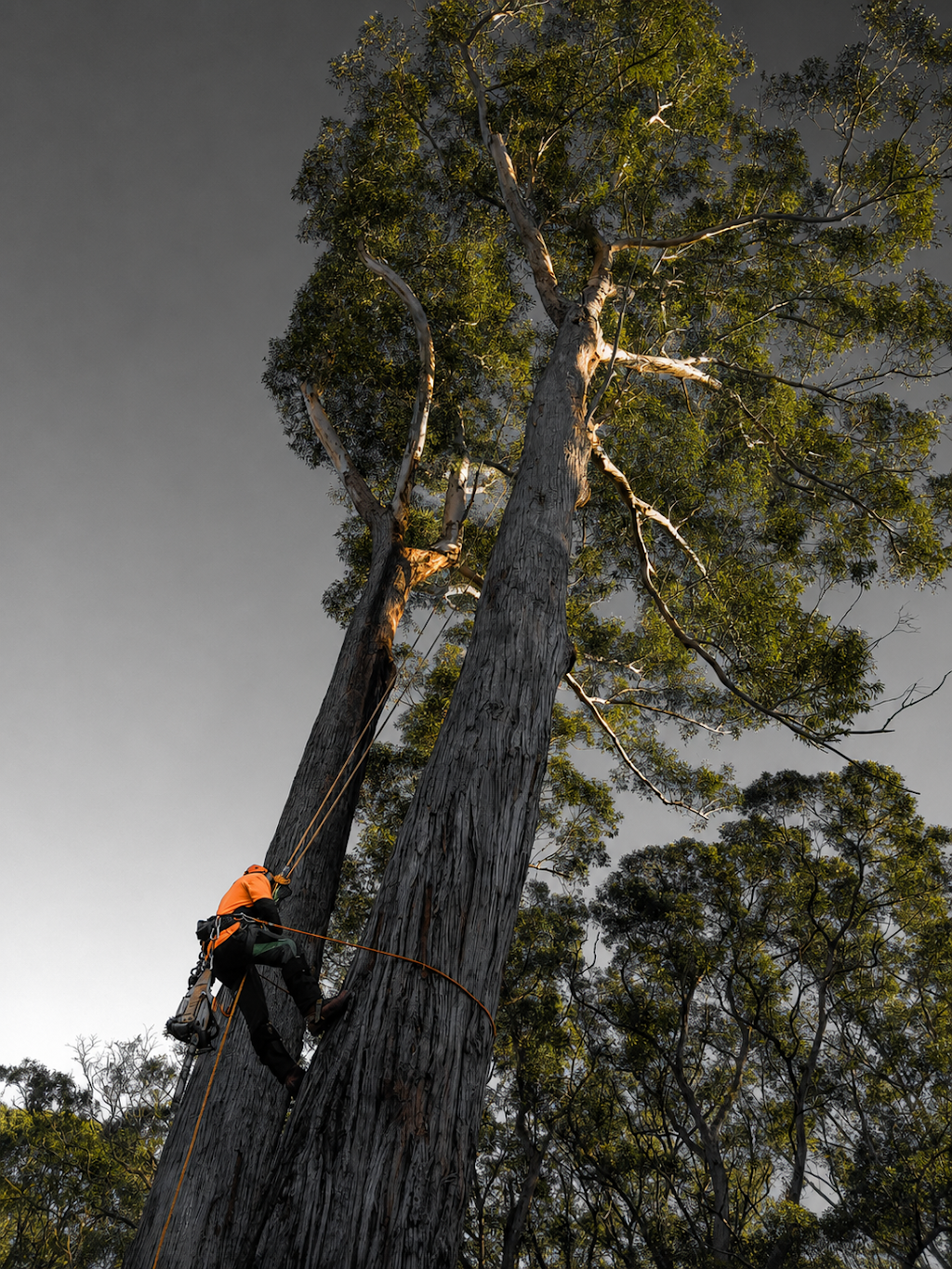 SAWWBONES ARBORICULTURE | 13 Aries Pl, Narrawallee NSW 2539, Australia | Phone: 0481 190 566