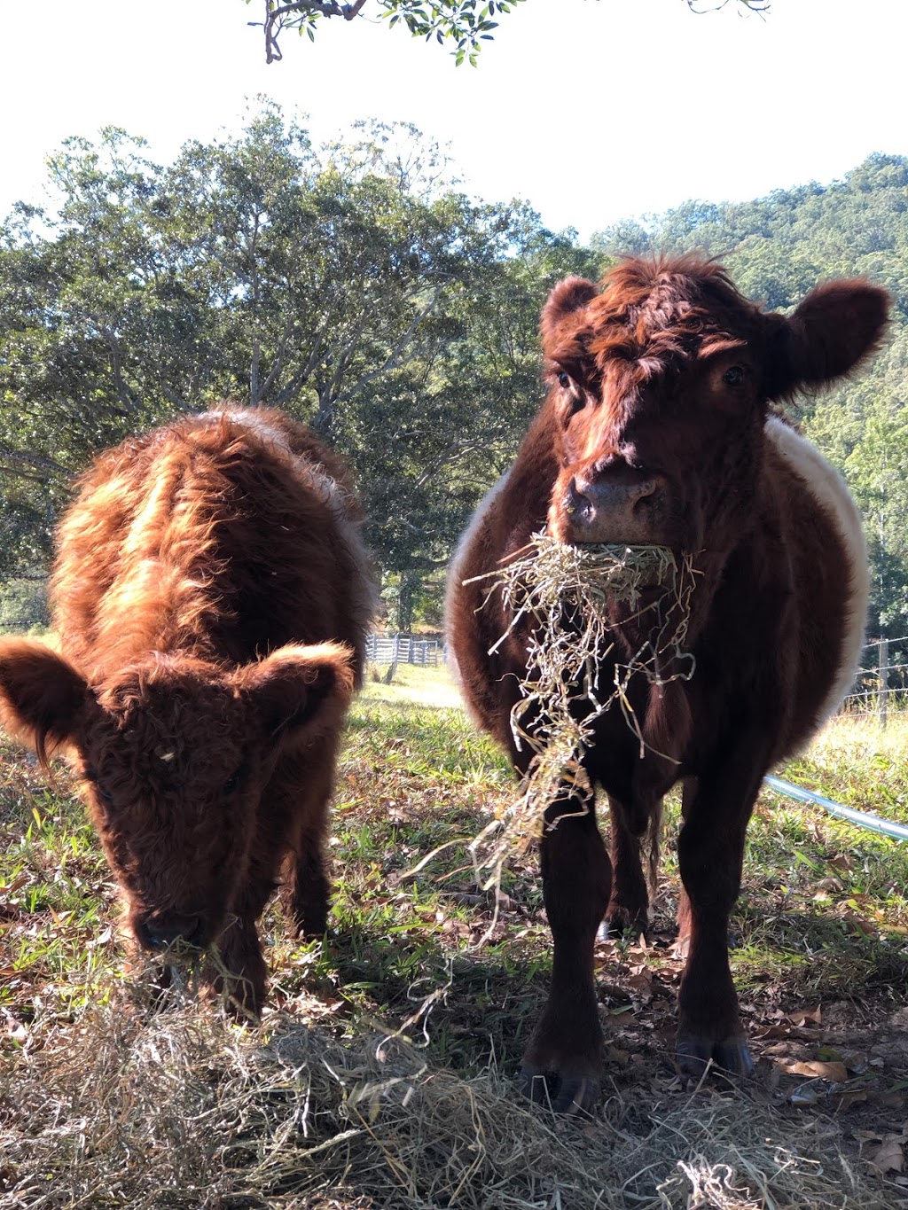 Ironbark Belted Galloway Stud | food | 155 Staffords Rd, Numinbah Valley QLD 4211, Australia | 0418729049 OR +61 418 729 049