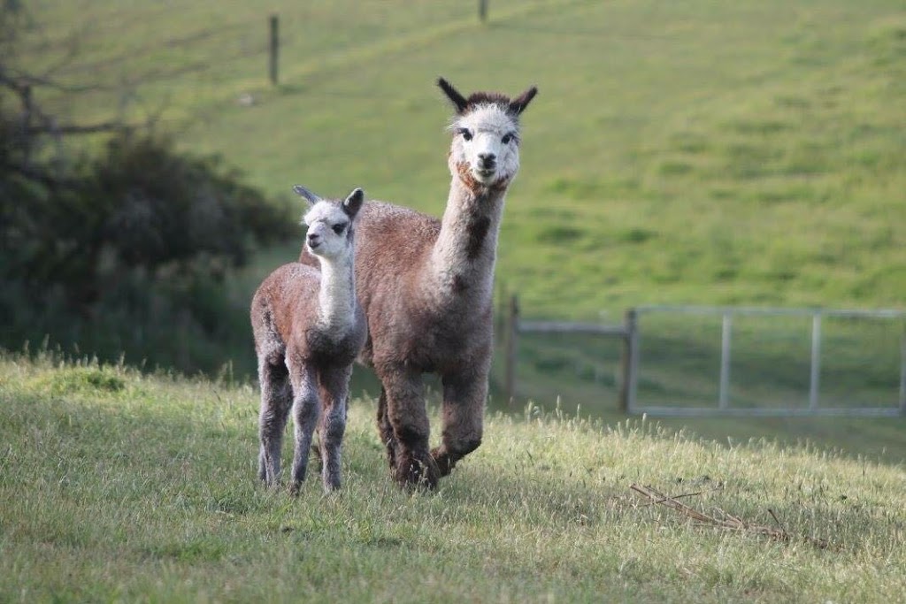 Forrestgate Alpacas | 2641 Colac-Forrest Rd, Forrest VIC 3236, Australia | Phone: (03) 5236 6376