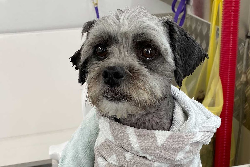 Northern Beaches Pet Care | 7 Foxall St, Elanora Heights NSW 2101, Australia | Phone: 0419 960 096