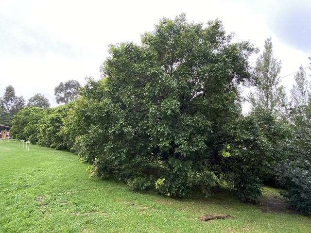 Waverley Park Dog Off Leash Area | 1 Sylvester Cres, Malvern East VIC 3145, Australia | Phone: 0408 114 414