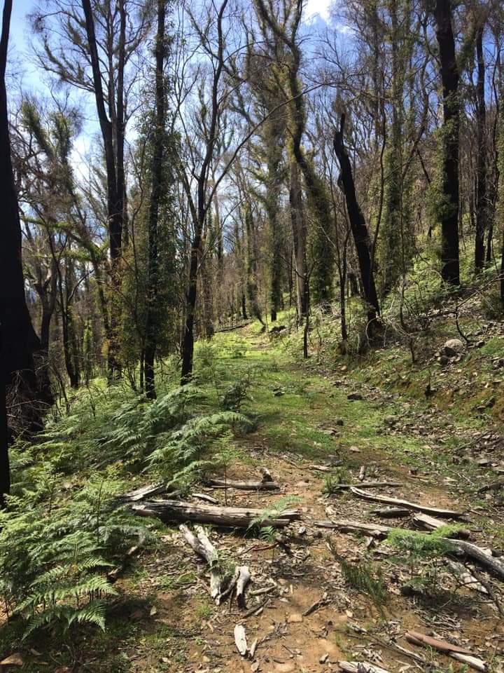 Hinces Creek Walking Trail | park | Hinces Creek Walking Track, Cudgewa VIC 3705, Australia