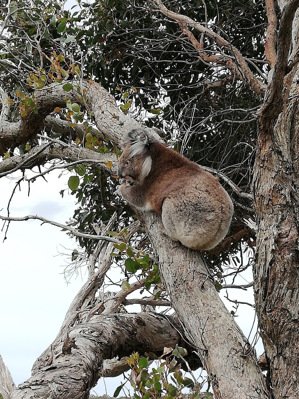 Koala | museum | 633-635 C157, Cape Otway VIC 3233, Australia