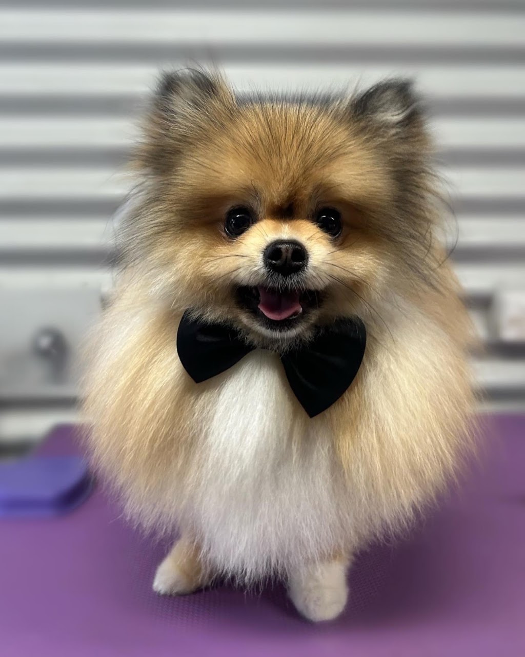 Murphy and Me Dog Grooming | 7 Bell St, Seville VIC 3139, Australia | Phone: 0424 012 033
