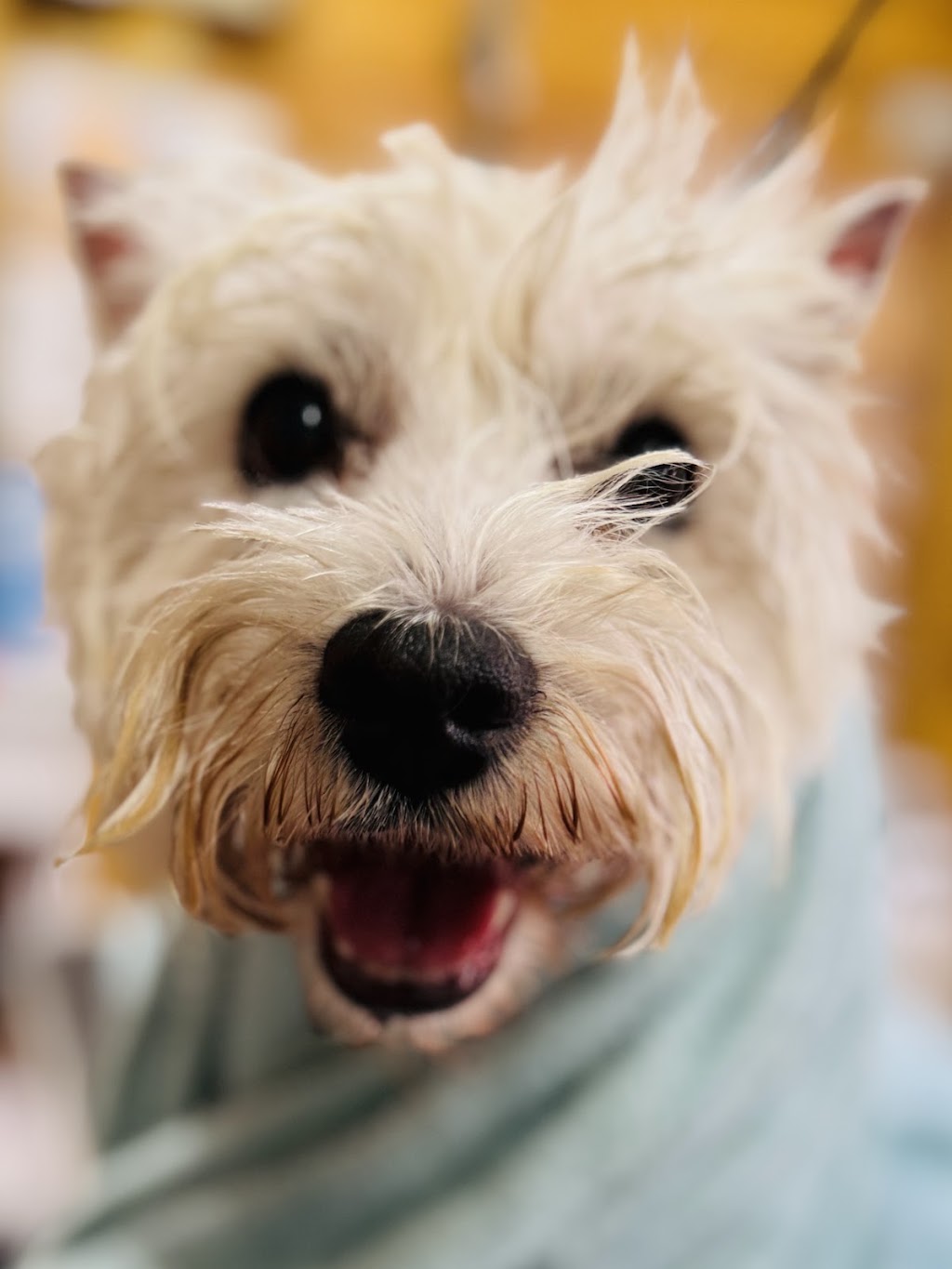 Shampooches Pet Grooming Salon | 3546 Mount Mee Rd, King Scrub, Dayboro QLD 4521, Australia | Phone: 0407 303 359